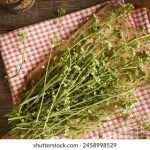 三上悠亚免费 qq87bcqe4x